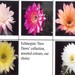 Thumbnail image of Echinopsis (Southfield Nurseries Hybrid), 'New Dawn' hybrid Collection