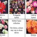 Thumbnail image of Mixed Hybrids, Hybrid Taster Collection
