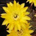 Thumbnail image of Echinopsis (Southfield Nurseries Hybrid), 'Bourne's Golden Day'