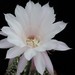 Thumbnail image of Echinopsis (Southfield Nurseries Hybrid), 'Bourne Mist'