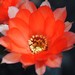 Thumbnail image of Chamaelobivia (Southfield Nurseries Hybrid), 'Lincoln Poppy'