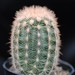 Thumbnail image of Echinocereus, reichenbachii