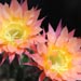 Thumbnail image of Echinopsis (Southfield Nurseries Hybrid), 'Bourne Fantasy'