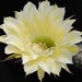 Thumbnail image of Echinopsis (Southfield Nurseries Hybrid), 'Bourne Lace'