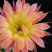 Thumbnail image of Echinopsis (Southfield Nurseries Hybrid), 'Bourne Sunrise'