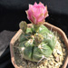 Thumbnail image of Gymnocalycium (Southfield Nurseries Hybrid), denudatum 'Southfield Pink'