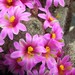 Thumbnail image of Mammillaria, pseudoalamensis