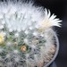 Thumbnail image of Mammillaria, scheinvariana