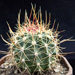 Thumbnail image of Ferocactus, alamosanus