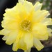 Thumbnail image of Chamaelobivia (Southfield Nurseries Hybrid), 'Lincoln Angel'
