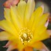 Thumbnail image of Chamaelobivia (Southfield Nurseries Hybrid), 'Lincoln Jester'