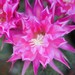 Thumbnail image of Echinopsis (Southfield Nurseries Hybrid), 'Bourne Daze'