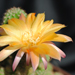 Thumbnail image of Chamaelobivia (Southfield Nurseries Hybrid), 'Lincoln Saffron'