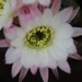 Thumbnail image of Chamaelobivia (Southfield Nurseries Hybrid), 'Lincoln Twilight'