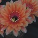 Thumbnail image of Echinopsis (Southfield Nurseries Hybrid), 'Bourne Glowing Embers'