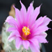 Thumbnail image of Mammillaria, schumanii