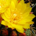 Thumbnail image of Matucana, aureiflora