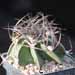 Thumbnail image of Astrophytum, capricorne v niveum nudum