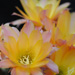 Thumbnail image of Chamaelobivia (Southfield Nurseries Hybrid), 'Lincoln Moonlight'