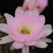 Thumbnail image of Chamaelobivia (Southfield Nurseries Hybrid), 'Lincoln Pink Splendour'