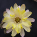 Thumbnail image of Chamaelobivia (Southfield Nurseries Hybrid), 'Lincoln Lemon Sorbet'