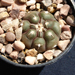 Thumbnail image of Gymnocalycium, prochazkianum VS141