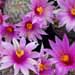 Thumbnail image of Mammillaria, marnierana x sheldonii