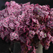 Thumbnail image of Crassula, marginata variegata