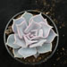 Thumbnail image of Echeveria, lilacina