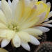 Thumbnail image of Chamaelobivia (Southfield Nurseries Hybrid), 'Lincoln Cloud'
