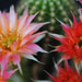 Thumbnail image of Chamaelobivia (Southfield Nurseries Hybrid), 'Lincoln Polka'