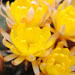 Thumbnail image of Chamaelobivia (Southfield Nurseries Hybrid), 'Lincoln Sorceror'