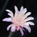 Thumbnail image of Echinopsis (Southfield Nurseries Hybrid), 'Bourne Persuasion'