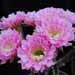 Thumbnail image of Echinopsis (Southfield Nurseries Hybrid), 'Bourne Pink Pride'