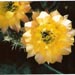 Thumbnail image of Echinopsis (Southfield Nurseries Hybrid), 'Bourne Wonder'
