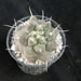 Thumbnail image of Thelocactus, multicephalus