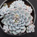Thumbnail image of Echeveria, amoena