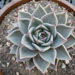 Thumbnail image of Echeveria, 'Lincoln Mystery'