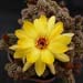 Thumbnail image of Chamaelobivia (Southfield Nurseries Hybrid), 'Lincoln Honey'