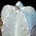Thumbnail image of Astrophytum, myriostigma cv 'Onzuka'