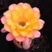 Thumbnail image of Echinopsis (Southfield Nurseries Hybrid), 'Bourne Peardrop'