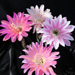 Thumbnail image of Echinopsis (Southfield Nurseries Hybrid), hybrid 'mark 2'