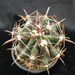 Thumbnail image of Ferocactus, herrerae