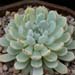 Thumbnail image of Echeveria, 'Lincoln Ghost'