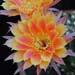 Thumbnail image of Echinopsis (Southfield Nurseries Hybrid), 'Bourne Clown'