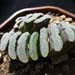 Thumbnail image of Haworthia, truncata