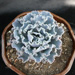 Thumbnail image of Echeveria, 'frilled form'