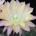 Thumbnail image of Echinopsis (Southfield Nurseries Hybrid), 'Bourne Marble'