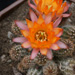 Thumbnail image of Chamaelobivia (Southfield Nurseries Hybrid), 'Lincoln Dime'