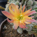 Thumbnail image of Chamaelobivia (Southfield Nurseries Hybrid), 'Lincoln Ruffles'